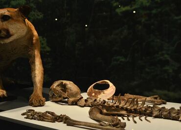 Ofrendas de Templo Mayor demuestran poderío de Tenochtitlán