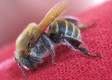 Construirán 7 centros de producción de abejas reina en Yucatán