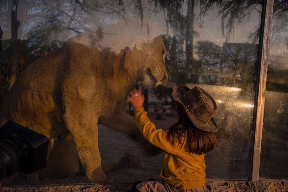 Elefantes, leones y rinocerontes forman parte de este recorrido nocturno en Africam Safari. Foto: Africam Safari