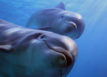 Bióloga desvela el enigma del sueño delfín; ¿cómo sobreviven al descanso en el agua?