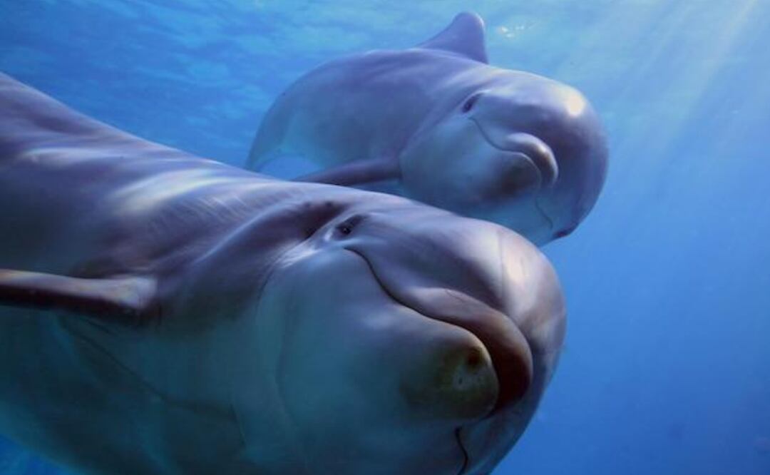 El fenómeno del sueño unihemisférico. Fuente: Freepik.