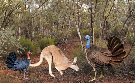 Un pavo del tamaño de un canguro vivió en Australia