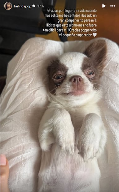 Belinda dedicó palabras de agradecimiento a este perrito, su compañero en "Carlota".