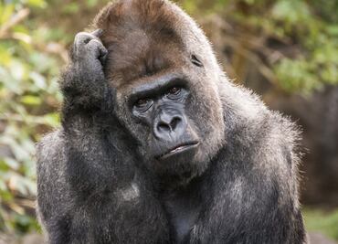 Por qué los animales reconocen números pero sólo los humanos pueden hacer matemáticas