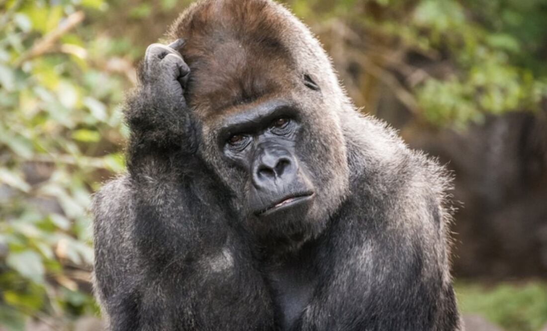 Foto: Getty Images vía BBC