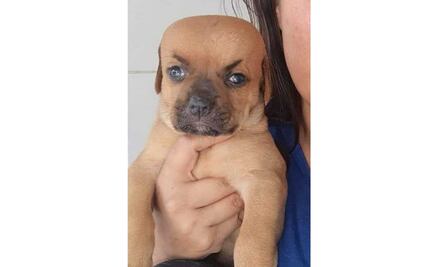 "No llores, mamá", Chupete, el perrito de los memes, se despide antes de morir