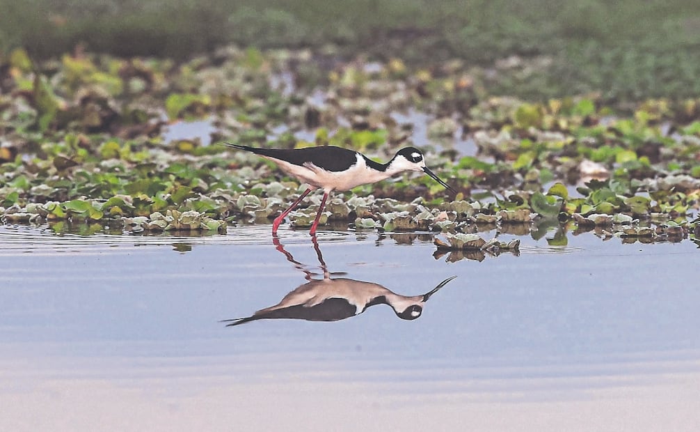 
Por el turismo, cambio climático y contaminación, el hogar permanente y temporal de más de 100 especies de aves nativas y residentes se ve en peligro. Foto: Gabriel Pano/ EL UNIVERSAL