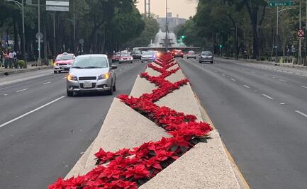 Pintan de rojo Paseo de la Reforma con flores de nochebuena 