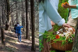 Lánzate a las caminatas de hongos en el bosque del Edomex