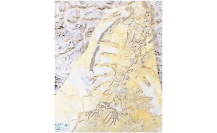 Describen fósil de tortuga marina del Cretácico Tardío