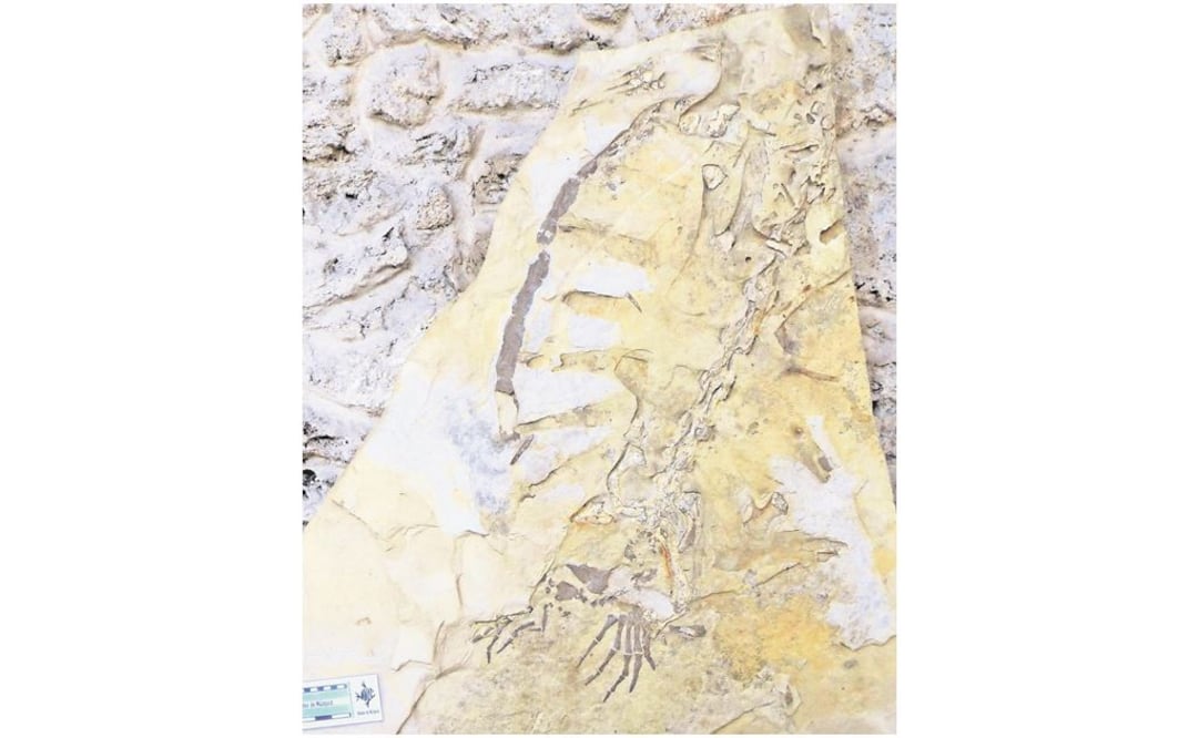 Ejemplar de Desmatochelys observado después de realizar trabajos de edición. Foto: CORTESÍA DE MARÍA LUISA CHAVARRÍA ARELLANO