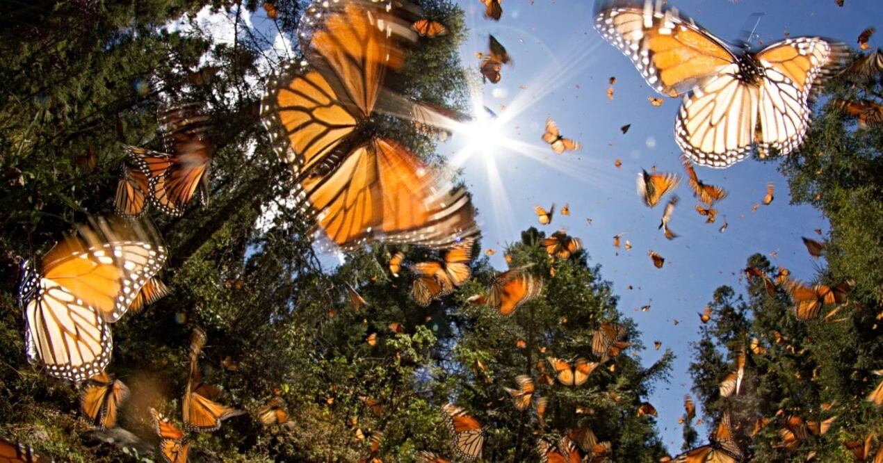 De mediados de noviembre a finales de marzo permanecen abiertos los santuarios de la mariposa monarca. / Foto: Stock