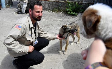 Así rehabilitan a un perro de Chernóbil para que pueda ser adoptado