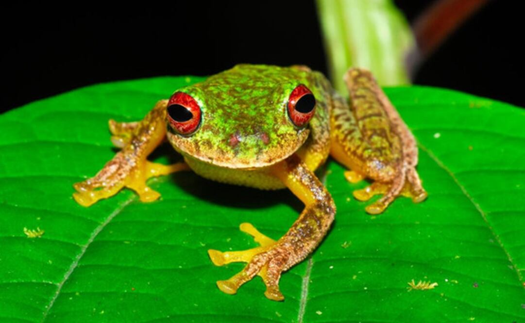 Sudamérica y Australia son las regiones más afectadas por la enfermedad. Foto: Ben Scheele