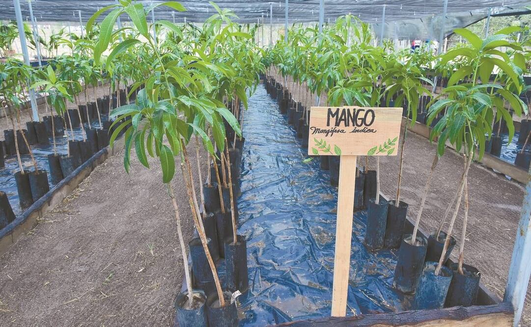 A los 423 mil beneficiarios de Sembrando Vida se les depositará en marzo lo de tres meses; la dispersión de recursos es de 6 mil mdp. Foto: ARCHIVO EL UNIVERSAL