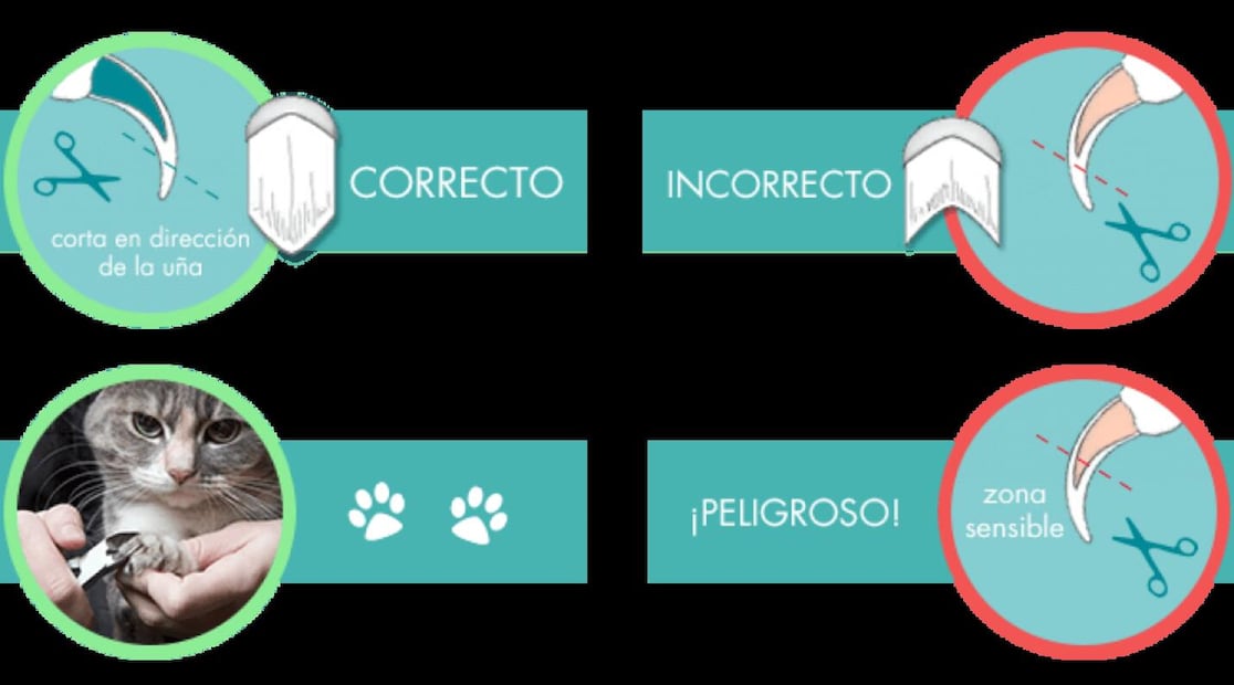 Forma correcta e incorrecta de cortar las uñas de tu gato. Foto: Purina
