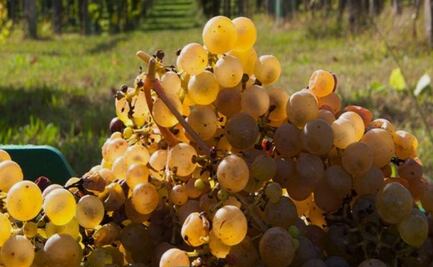 5 albariños de Rías Baixas que debes probar este verano