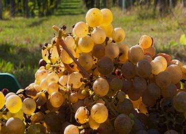 5 albariños de Rías Baixas que debes probar este verano