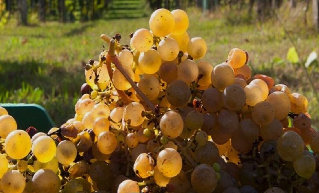 Foto: Facebook Rías Baixas MX