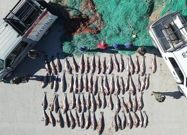 Marina desactiva 22.7 kilómetros de redes totoaberas en Alto Golfo de California; trabajan para la protección de la vaquita marina