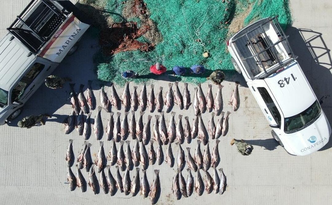 Tras reforzar las acciones de vigilancia e inspección marítima para la protección de la vaquita marina, la Secretaría de Marina (Semar), en conjunto con la Profepa y la Conapesca, aseguraron aproximadamente 22.7 kilómetros de redes totoaberas durante marzo. Foto: Especial