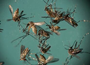 Florida confirma nueva área de transmisión activa de zika en Miami