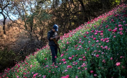 Illegal opium poppy cultivation increases in Mexico