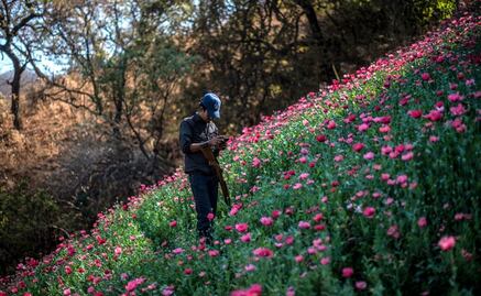 Illegal opium poppy cultivation increases in Mexico