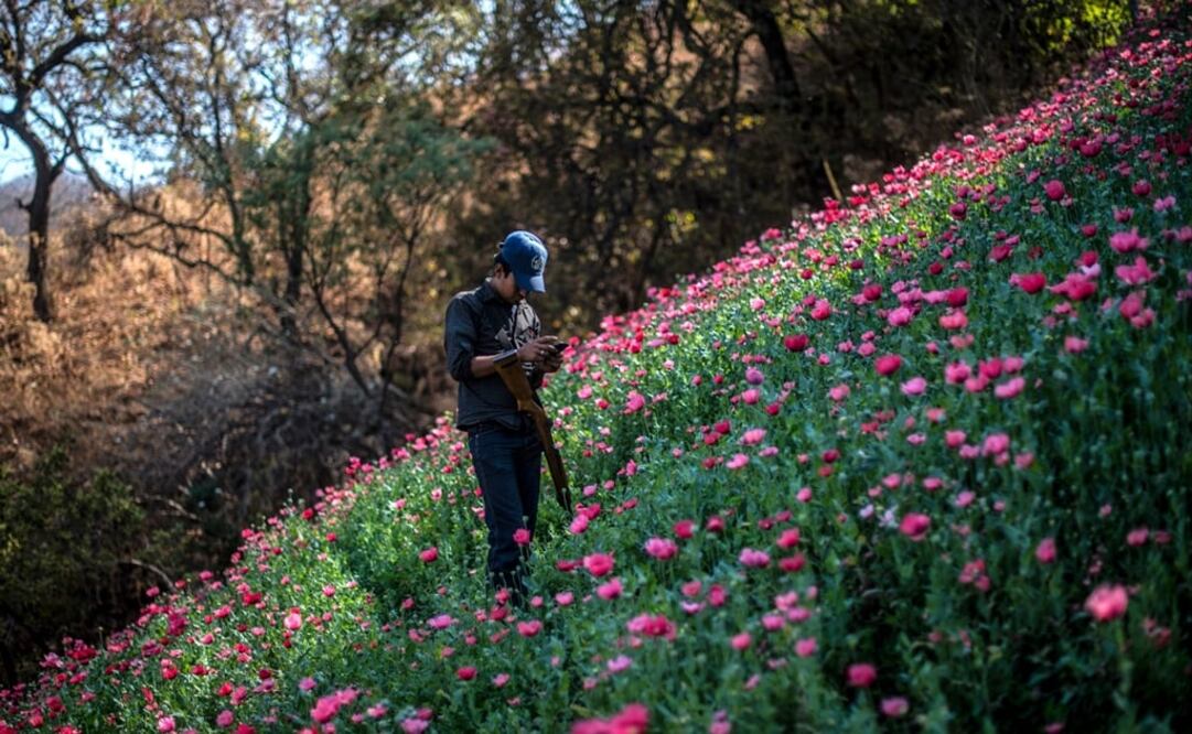 Violent drug gangs have been battling over opium-producing territory in Mexico - Photo: Pedro Pardo/AFP