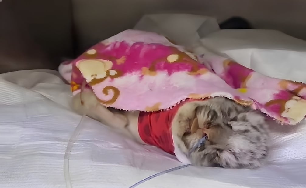 El presidente de Conibio Global informó que, desafortunadamente, la cachorra se encuentra delicada, pues presenta fractura de cráneo y mandíbula. | Foto: Especial.