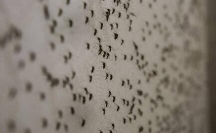 Advierten que temporada de lluvias en Yucatán aumenta el riesgo de contraer dengue