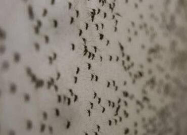 Advierten que temporada de lluvias en Yucatán aumenta el riesgo de contraer dengue