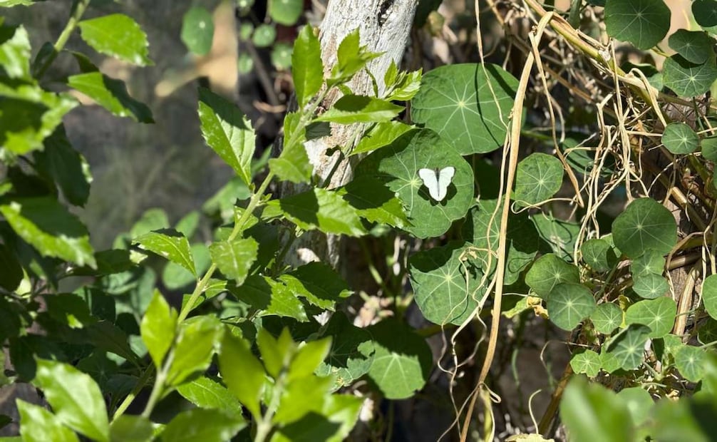Abren jardín de polinizadores en Ecatepec; mariposario promueve conservación y recreación familiar.
Foto: Especial.