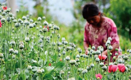 Mexico Congress receives initiative to legalize opium poppy