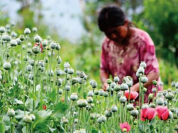 Mexico Congress receives initiative to legalize opium poppy