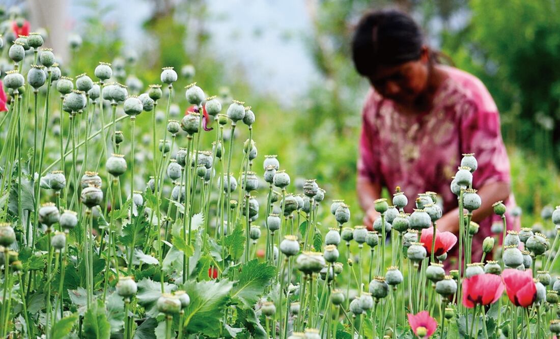 Legislators from Guerrero have argued that the reform’s approval by the Congress of Union is feasible in the framework of international legislation - Photo: Salvador Cisneros Silva/EL UNIVERSAL