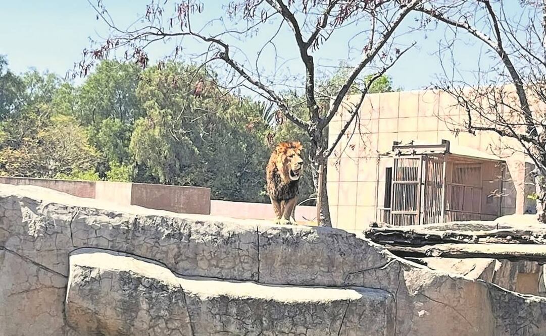 Los leones llegaron a San Juan de Aragón en octubre pasado y estaban en aislamiento y monitoreo médico hasta lograr su recuperación.