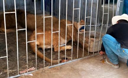 Rescatan a pareja de leones africanos en domicilio particular de Puebla; presentaban desnutrición