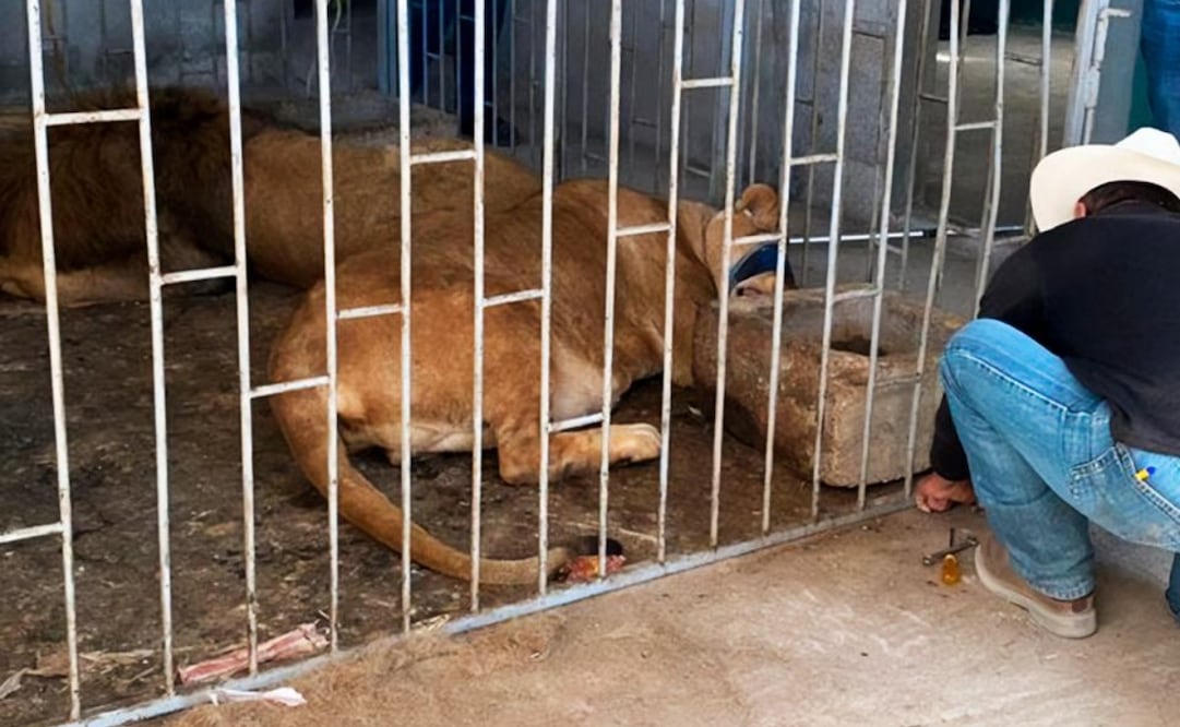 Rescatan leones africanos en desnutrición. Foto: Especial