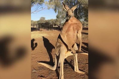Muere Roger, “el canguro musculoso” que se hizo famoso por ser enorme