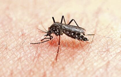 Guerrero registra séptimo caso de zika