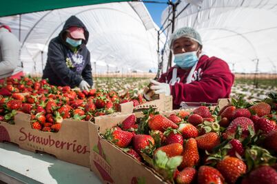 EU y Canadá investigan brote de hepatitis; podría vincularse a fresas producidas en México