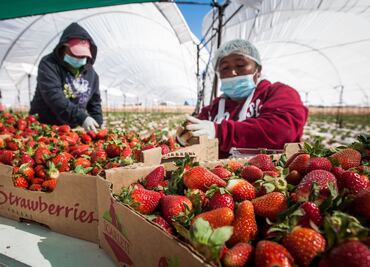 EU y Canadá investigan brote de hepatitis; podría vincularse a fresas producidas en México