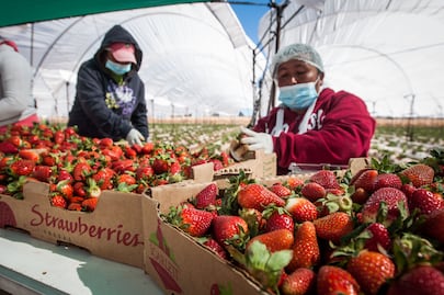 Investigación de EU contra fresa mexicana sigue en fase técnica, reporta el CNA; dictamen preliminar saldría a mediados de año