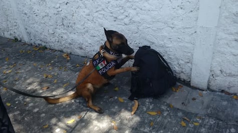 Abandonan mochila con marihuana en Terminal de Autobuses en Mérida 