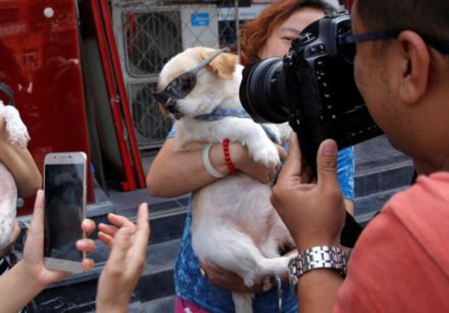 Por favor, ¡no se coman a los perros!