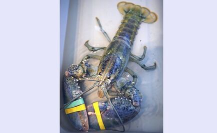 Pescador captura una langosta azul y la cede a la ciencia