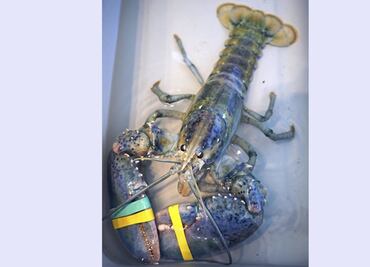 Pescador captura una langosta azul y la cede a la ciencia