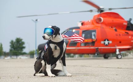 Piper, el perro que trabaja en un aeropuerto