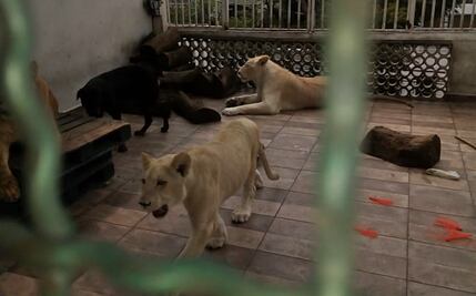 Dueño de leones en su azotea se niega a entregarlos